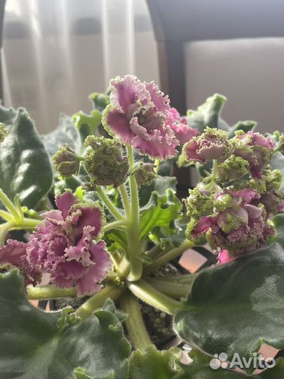 Фиалка сортовая ле Роза ветров