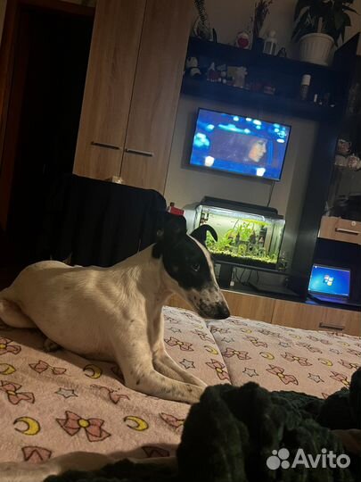 Фокстерьер