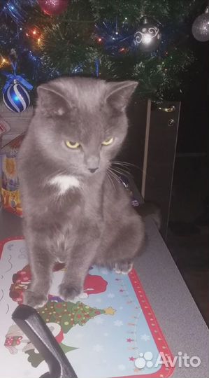 Котик Бакс