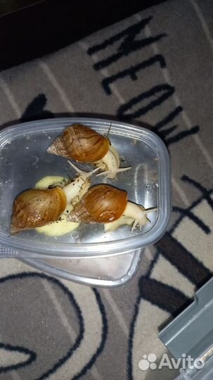 Улитки ахатины