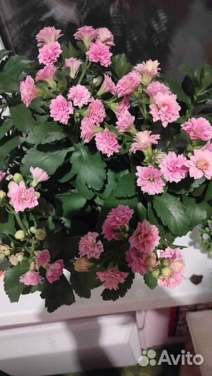 Несколько сортов цветущего коланхоэ