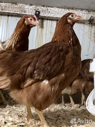 Отборные курочки ломан браун 2мес