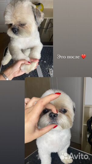 Комплексная стрижка собак и кошек