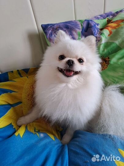 Передежка животных