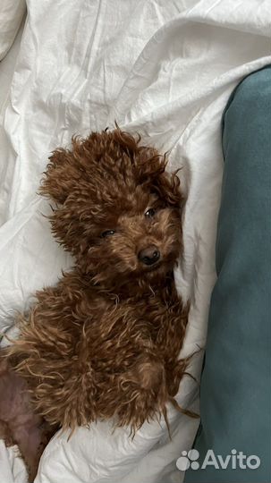 Той пудель вязка кабель (развязан)