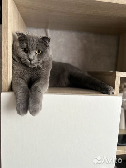 Котик в добрые руки
