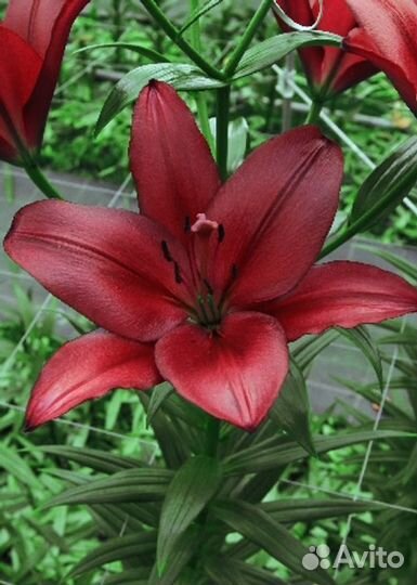 Лилии азиатск.и другие