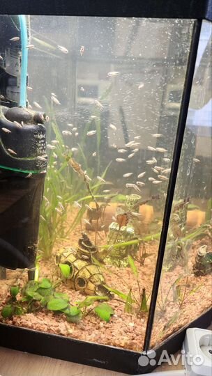 Рыбки аквариумные Цихлида Хромис - красавец