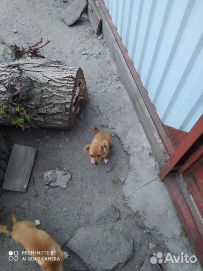 Собака в добрые руки отдам бесплатно