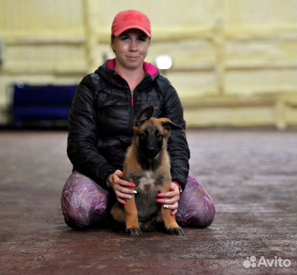 Щенок малинуа кобель