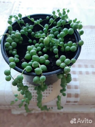 Горошек/Сенецио Роулеанус/ Крестовник Роули