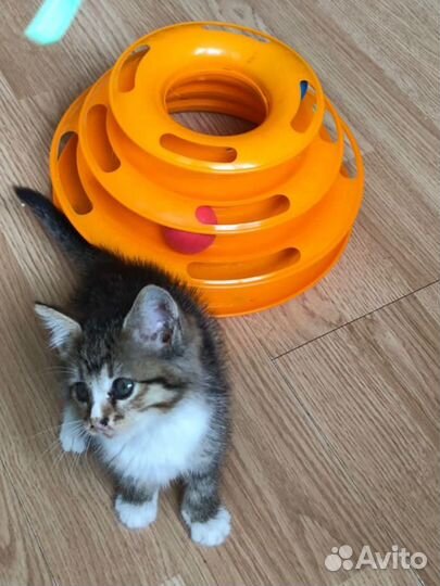 Малышке очень нужен Дом