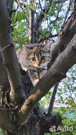 Котята бесплатно