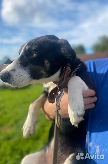 Щенок девочка в добрые руки