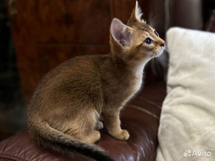 Чаузи - ручные котята