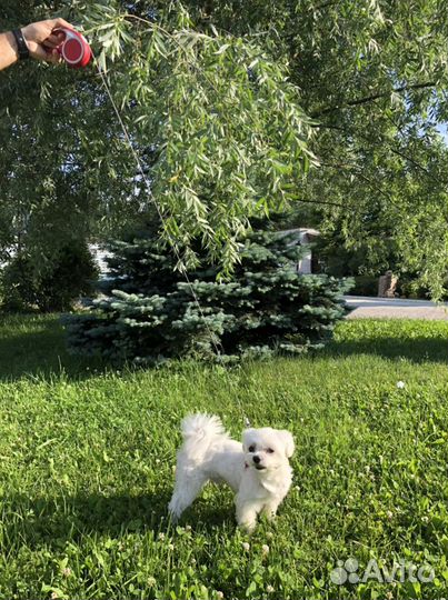 Вязка мальтез