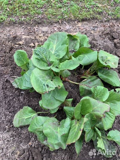 Цветы,рассада,комнатные цветы и