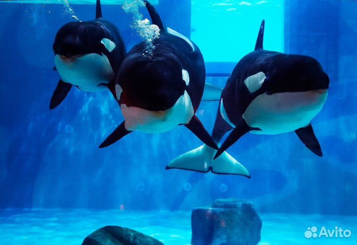 Москвариум