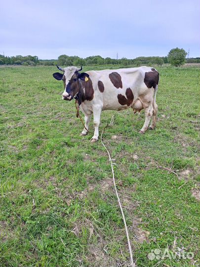 Корова дойная с телëнком