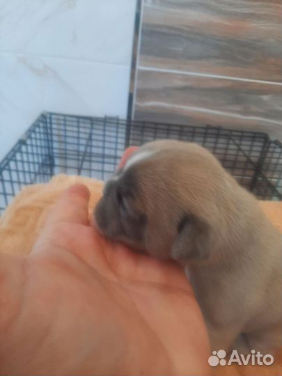 Французский бульдог щенки