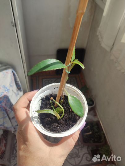 Калонхое