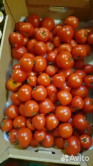 Помидоры свежие домашние