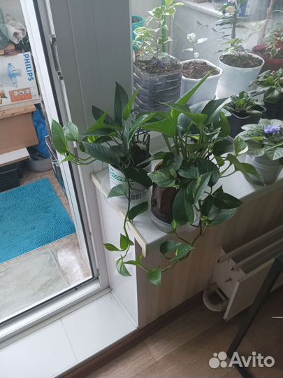 Эпипремнумы