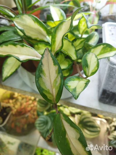 Хойя карноза