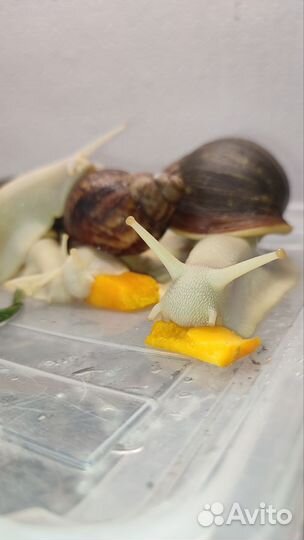 Улитка черная Тигр Дарк Роз