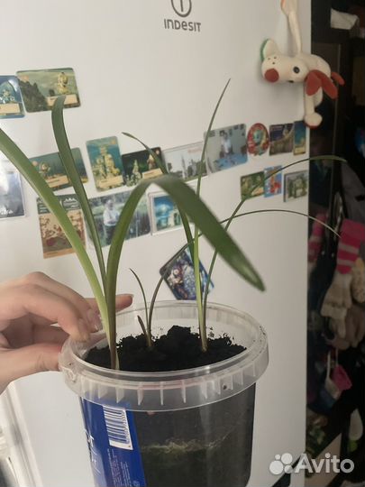 Гиппеаструм луковицы