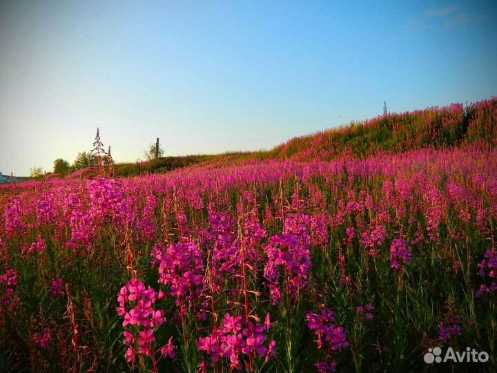 Иван-чай 1 килограмм 2О23 свой, для зож