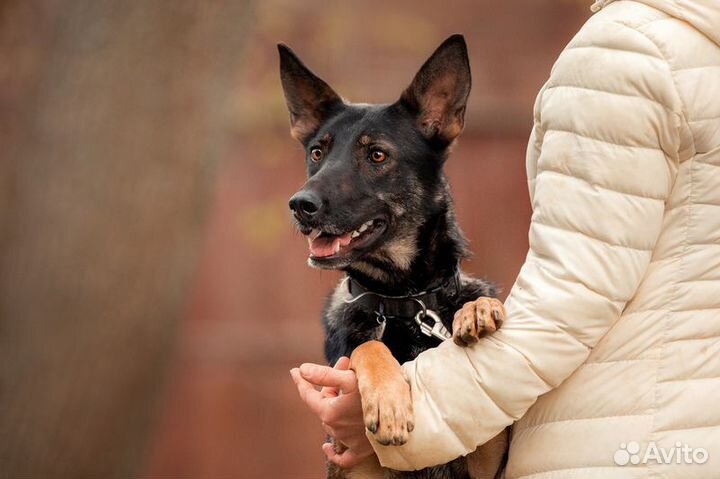 Овчарка Глория в добрые руки