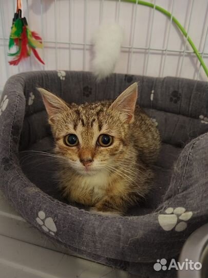 Котеночек Буся очень хочет Домой