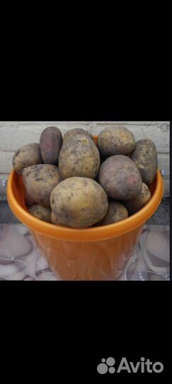 Продам едовой картофель