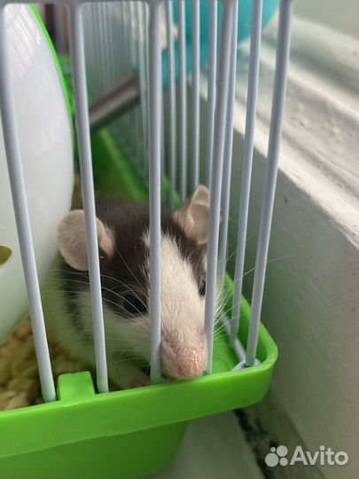 Крыса дамбо