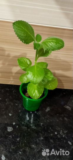 Комнатная мята (детка)