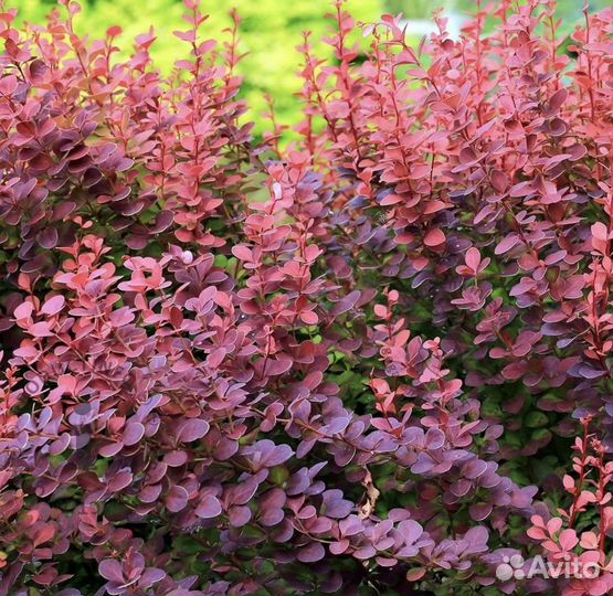 Колоновидные яблони и доугое )