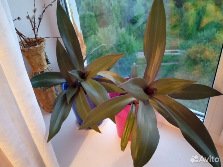 Комнатные цветы