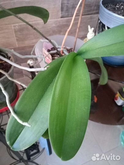 Орхидея фаленопсис