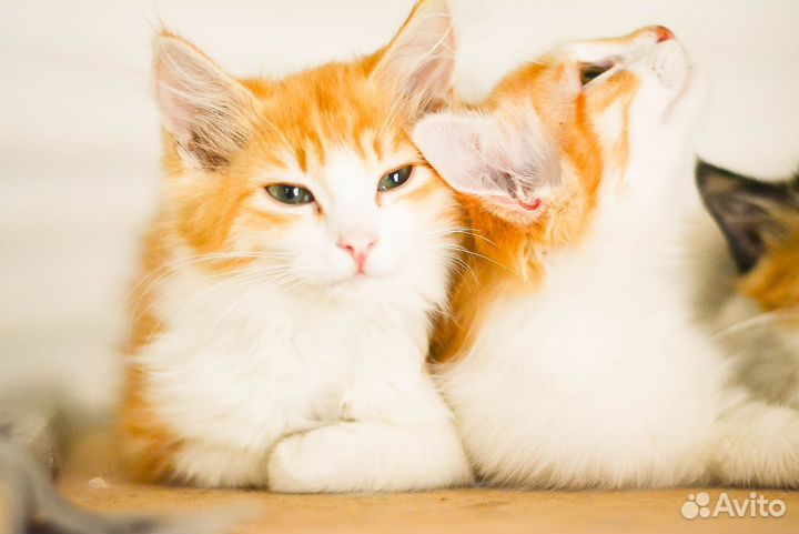 Котята рыжули в добрые руки