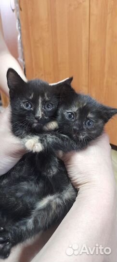 Котята помесь с британцем