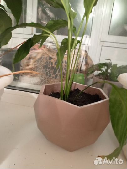 Спатифиллум