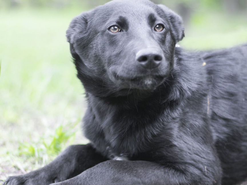 Перчик ищет дом, 5 мес