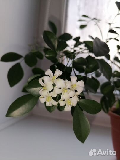 Мурайя метельчатая