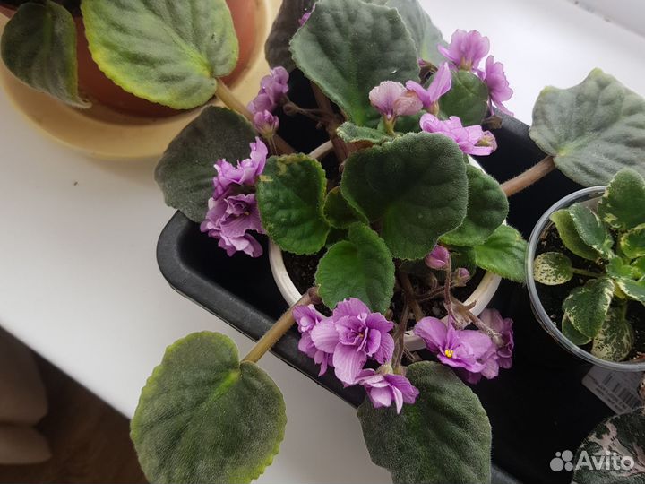 Комнатные растения, цветы большие