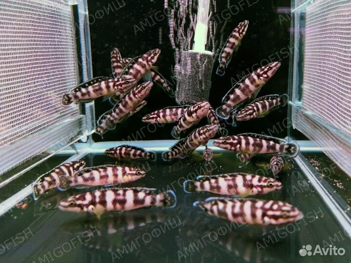 Цихлида Юлидохромис Масковый (Julidochromis trans