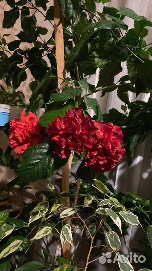 Гибискус красный махровый