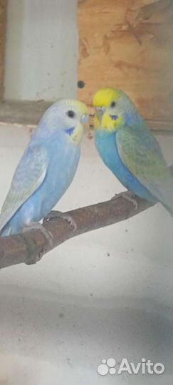 Радужные Волнистые Попугаи