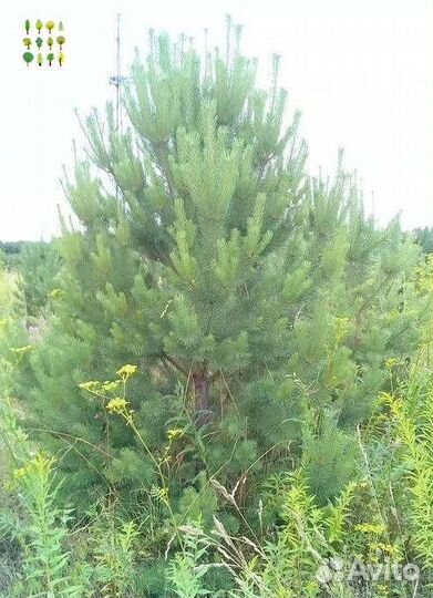 Крупномер сосны