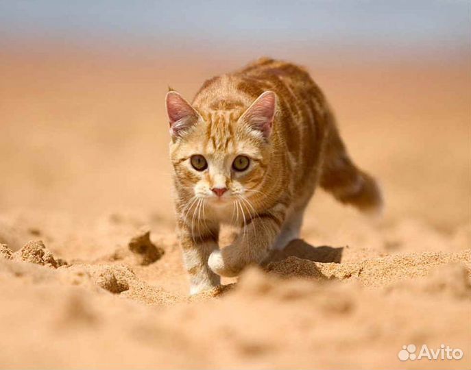 Щебенка и песок с доставкой